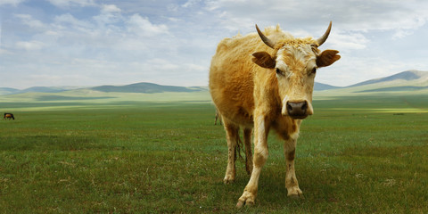 Cow grazing grass in the grassland of Mongolia