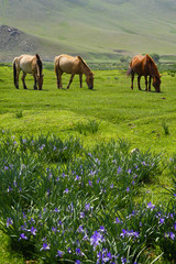  horse grazing grass in the grassland of Mongolia