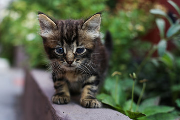 Naklejka na ściany i meble A stray kitten hides in the bushes.