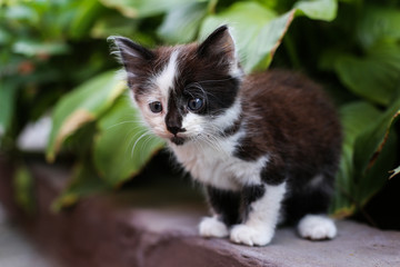 A stray kitten hides in the bushes.