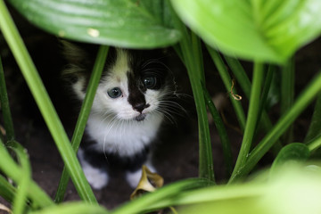 A stray kitten hides in the bushes.
