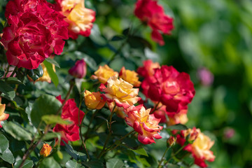 赤と黄色のバラの花