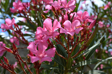 Close-up of Pink Nerium Oleander Flowers, Nature, Macro