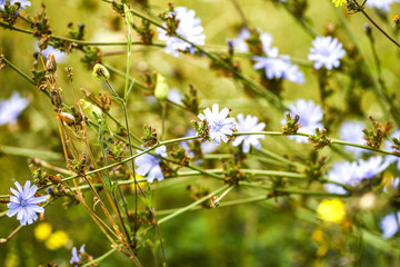 Beautiful blue flowers on the meadow.