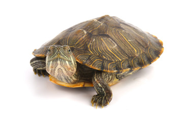 Trachemys Scripta Elegans On White