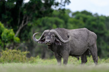 Obraz premium African Buffalo (Syncerus) in Masai Mara, Kenya