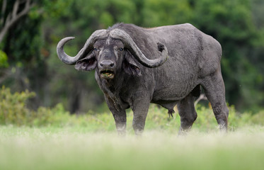 African Buffalo (Syncerus) in Masai Mara, Kenya