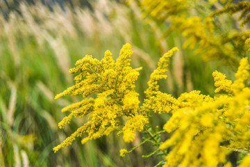 Goldenrod blooming in summer on the meadow.