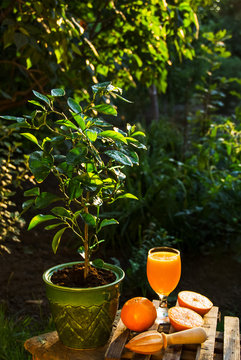 Fresh orange juice. Home garden. The orange tree. Summer Drink