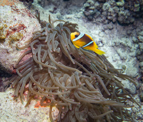 Fototapeta na wymiar Anemone Clownfish