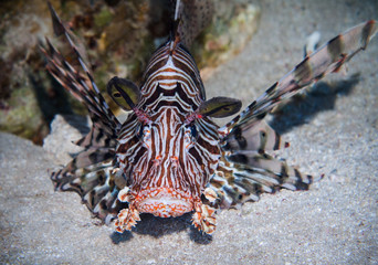 Lionfish