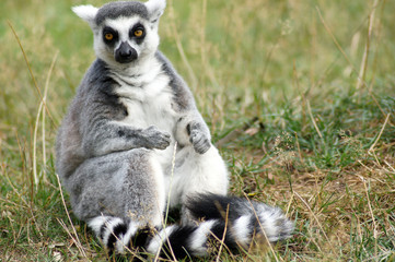 Lemuren Affen in Gefangenschaft im Zoo