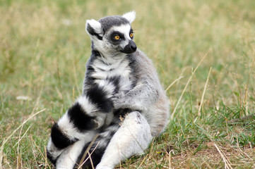 Lemuren Affen in Gefangenschaft im Zoo