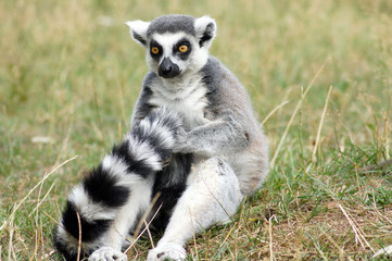 Obraz premium Lemuren Affen in Gefangenschaft im Zoo