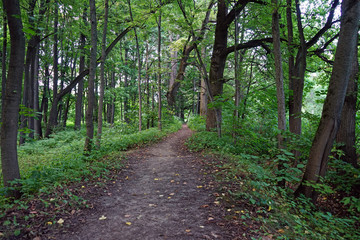 Fototapeta na wymiar The path in the city summer Park.