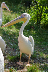 great white pelican in Wroclaw Zoo at summer sunny day