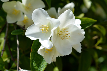 Obraz premium Close-up of Philadelphus Flowers, Mock-Orange, Nature, Macro
