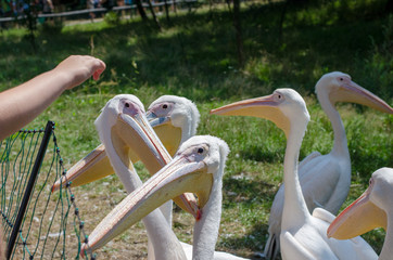 great white pelicans in Wroclaw Zoo at summer sunny day
