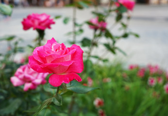 Pink blooming rose grows in the city garden.