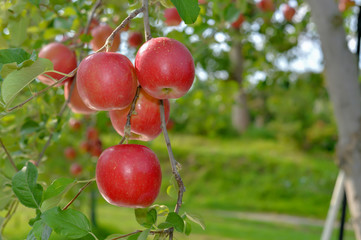 【青森県弘前市岩木山麓】津軽のりんごは日本一