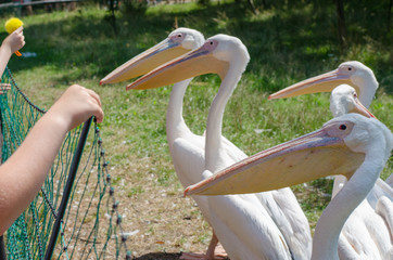 great white pelicans in Wroclaw Zoo at summer sunny day in Wroclaw Zoo at summer sunny day
