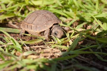 Schildkröte im Gras.