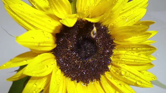waterdrops falling on a sunflower in slow motion.