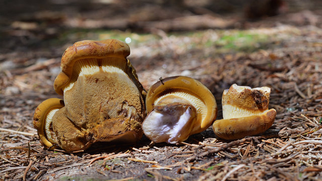 tapinella atrotomentosa mushroom