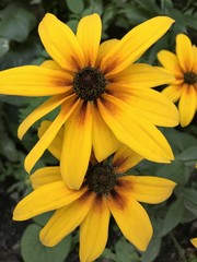 flowers bouquet Bud petals leaves yellow white lilac pink garden nature beauty plantation morning summer season bright