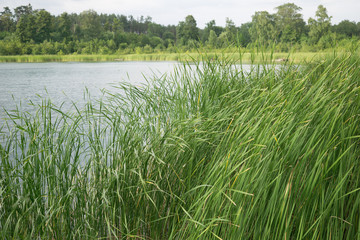 on the lake in summer in Osno Lubuskie in Poland