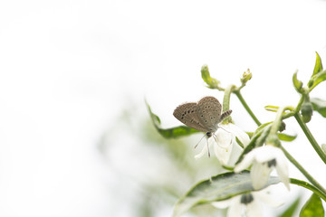 Dark grass blue Butterfly