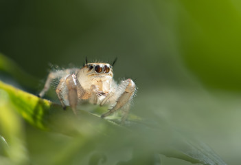 Thyene imperialis or jumping spider on green leaf