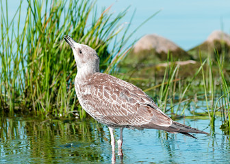 Single gray seagull bird standing and drinking or eating in blue water with green grass and rocks. Beautiful bright natural landscape horizontal background.