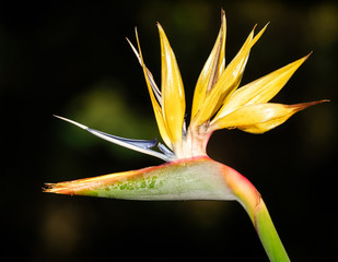 Obraz premium Strelitzia / Bird of Paradise Flower