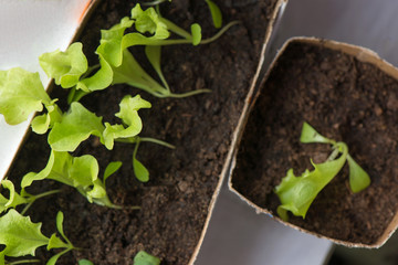 Seedlings of salad in fertile soil in self made pot from paper milk bottles, on windowsill. Spring is coming and farmers working in greenhouse