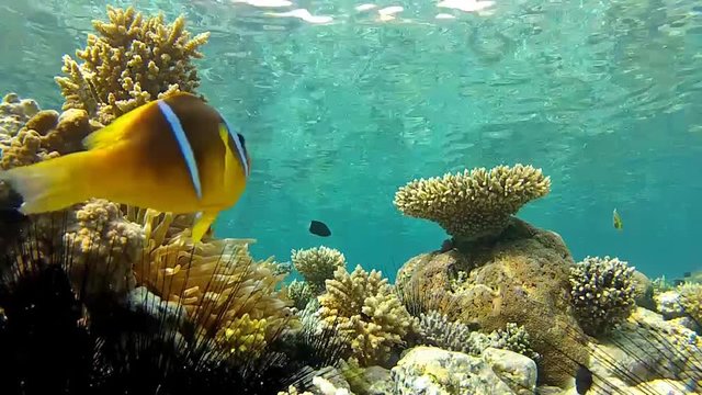 Anemone coral (Actiniaria) with curious clown fish (Amphiprion bicinctus) and snorkelers in the background