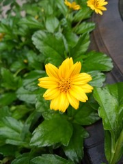 forest and insect in the forest