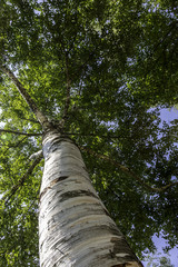 Fototapeta premium Birch Tree