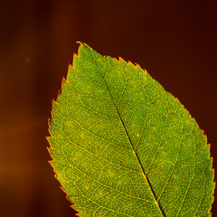 Autumn Leaf