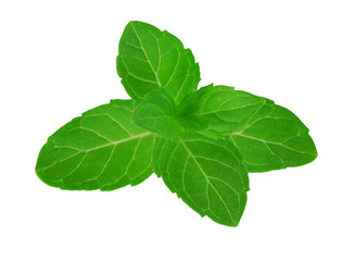 Fresh raw mint leaves isolated on white background