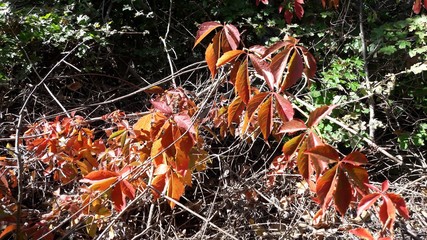 Red And Orange Autumn Leafs