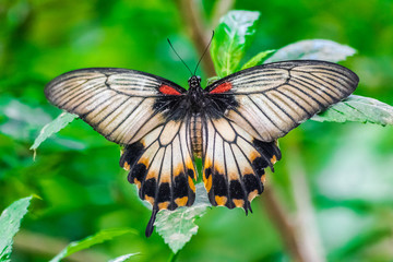 Papilio memnon, the great mormon butterfly with green vegetation background