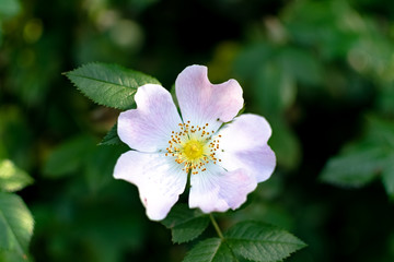 A beautiful white flower in the shade with a lot of detail in the center with its pollen and the cocoon with the background out of focus, the main object in the center.