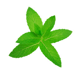Fresh raw mint leaves isolated on white background