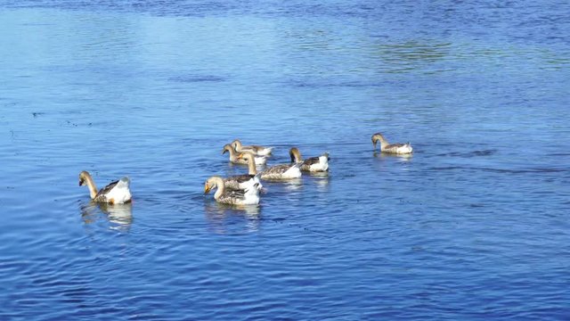Group of domestic geese swimming in blue river happily and eating water plants. Countryside ecofarming concept. Real time 4k video footage.