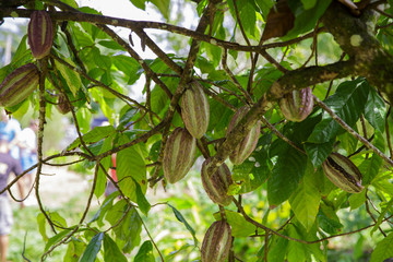 Organic cacao fruit pods in nature 