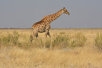 Steppengiraffe (giraffa camelopardalis) im Etosha Nationalpark (Namibia)