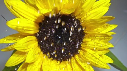 waterdrops falling on a sunflower in slow motion.