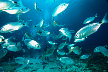 Obraz na płótnie Canvas A large school of fish mob the photographer.