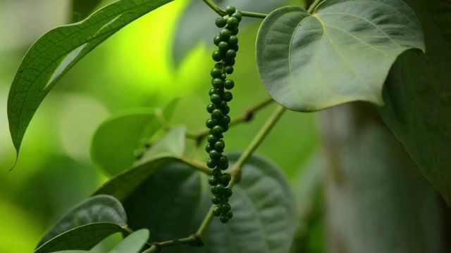 Green Pepper Berries In The Plant
